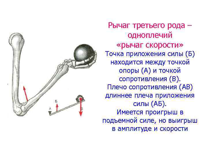 Рычаг третьего рода – одноплечий «рычаг скорости» Точка приложения силы (Б) находится между точкой