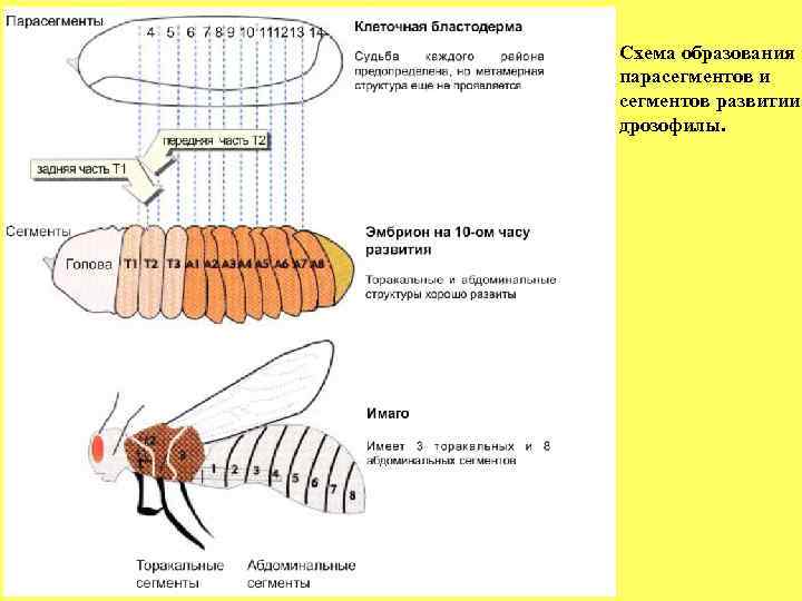  Схема образования  парасегментов и  сегментов развитии  дрозофилы. 