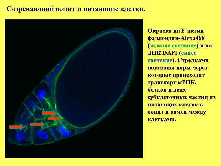 Созревающий ооцит и питающие клетки.    Окраска на F-актин   