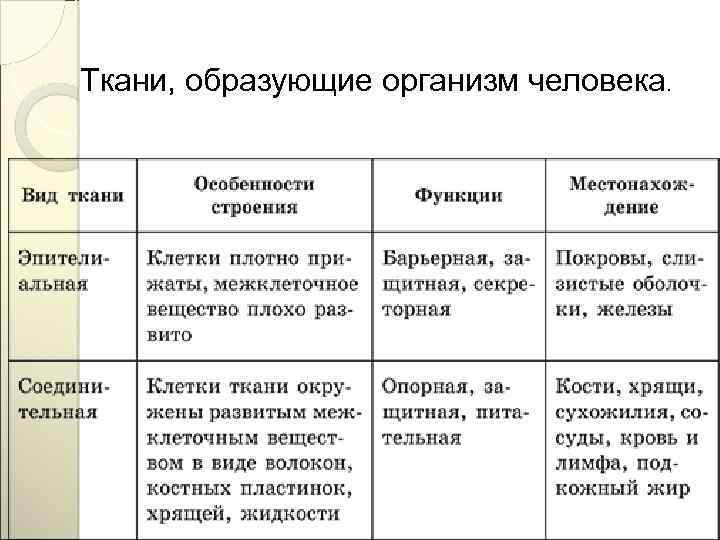 Ткани, образующие организм человека. 