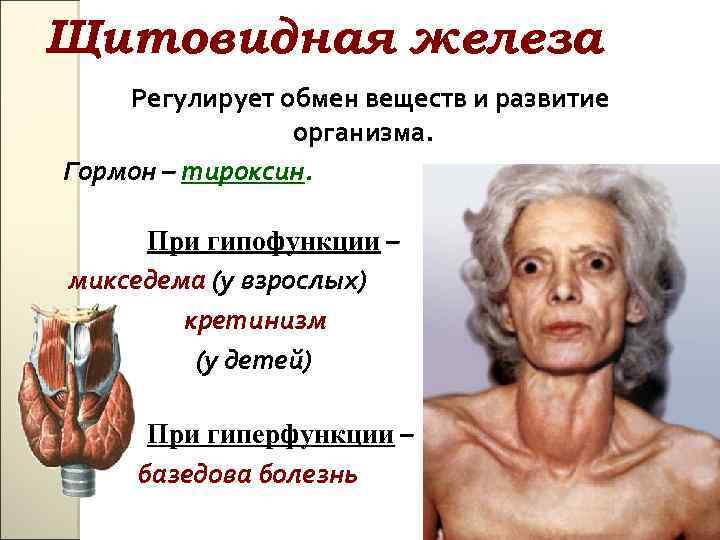 Щитовидная железа Регулирует обмен веществ и развитие организма. Гормон – тироксин. При гипофункции –