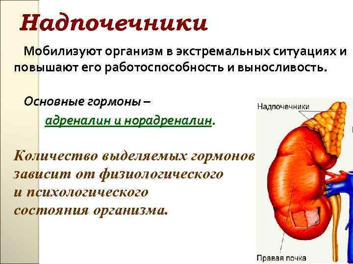 Надпочечники Мобилизуют организм в экстремальных ситуациях и повышают его работоспособность и выносливость. Основные гормоны