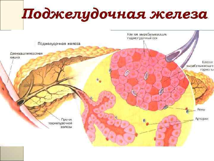 Клетки поджелудочной железы. Строение поджелудочной железы островки Лангерганса. Клетки Лангерганса поджелудочной железы. Бета клетки поджелудочной железы. Альфа клетки поджелудочной железы.