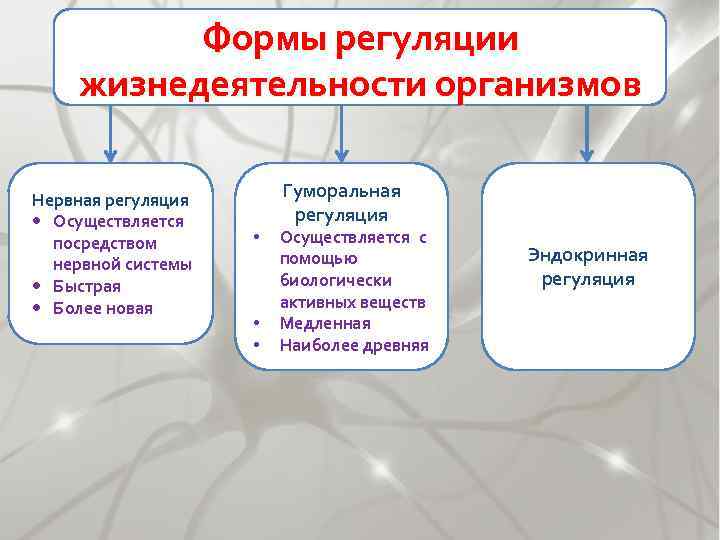 Формы регуляции жизнедеятельности организмов Нервная регуляция Осуществляется посредством нервной системы Быстрая Более новая Гуморальная