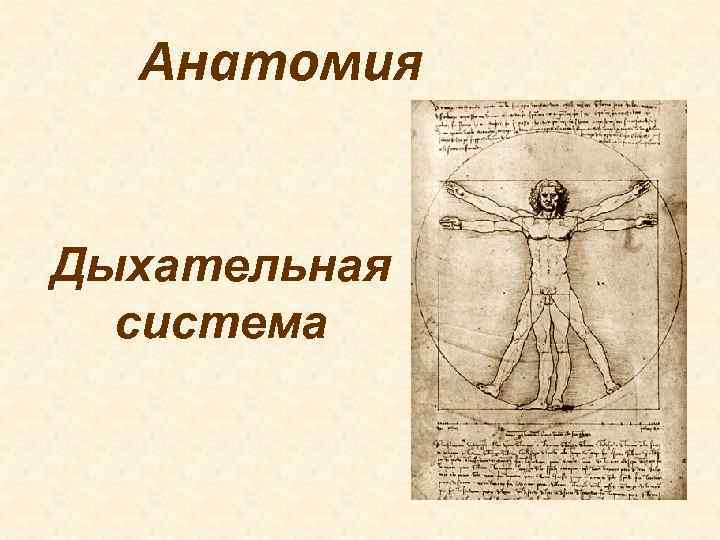  Анатомия  Дыхательная  система 