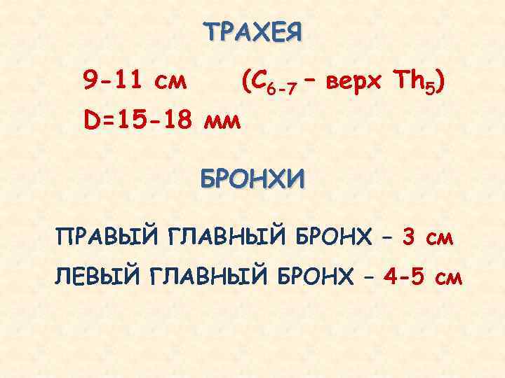   ТРАХЕЯ 9 -11 см (С 6 -7 – верх Тh 5) D=15