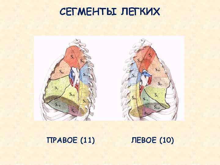   СЕГМЕНТЫ ЛЕГКИХ ПРАВОЕ (11)  ЛЕВОЕ (10) 