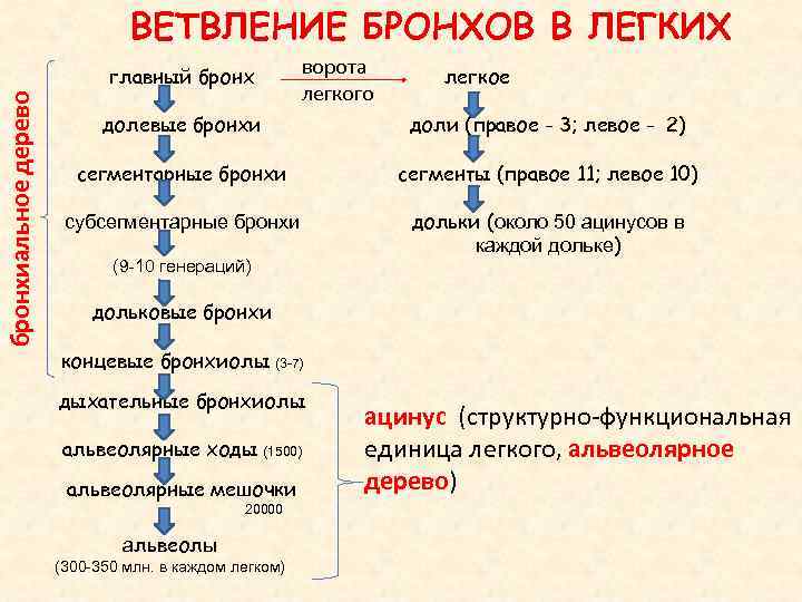        ВЕТВЛЕНИЕ БРОНХОВ В ЛЕГКИХ   