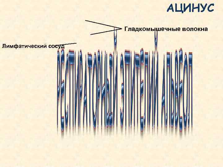       АЦИНУС    Гладкомышечные волокна Лимфатический