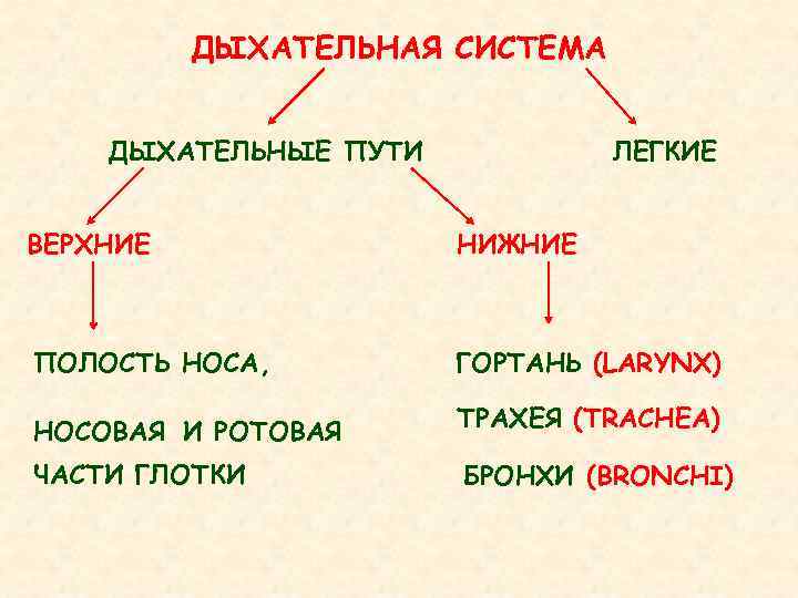    ДЫХАТЕЛЬНАЯ СИСТЕМА  ДЫХАТЕЛЬНЫЕ ПУТИ  ЛЕГКИЕ  ВЕРХНИЕ  
