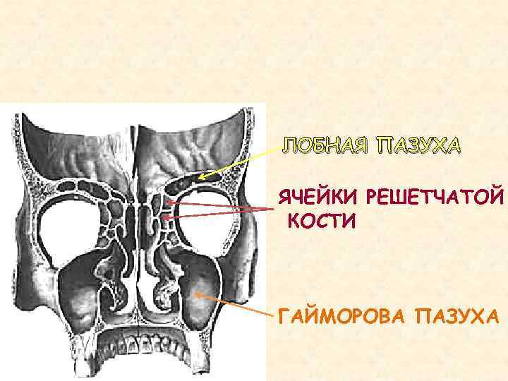 Гайморовы пазухи расположение схема рисунок фото