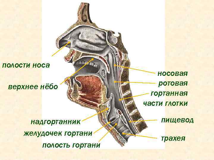 Анатомия носового клапана