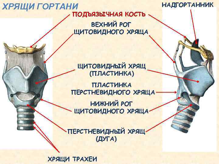 Щитовидный хрящ гортани фото