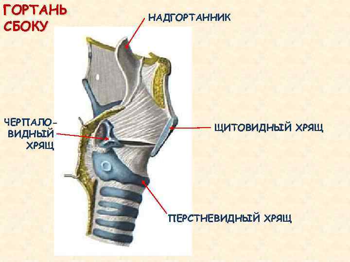 Надгортанник человека фото