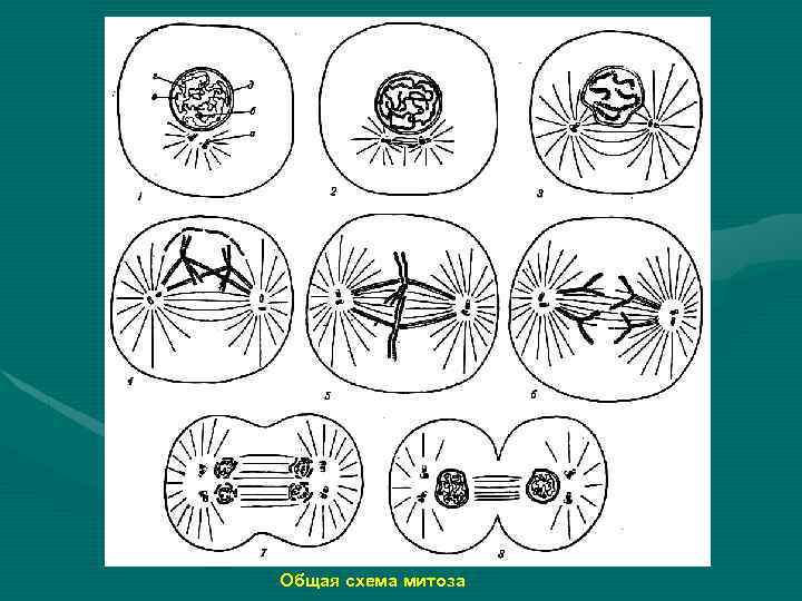 Общая схема митоза 