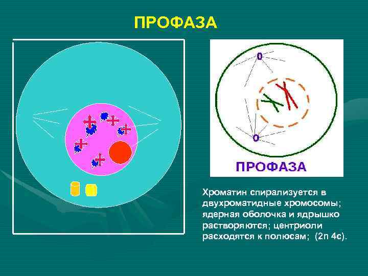 ПРОФАЗА Хроматин спирализуется в двухроматидные хромосомы; ядерная оболочка и ядрышко растворяются; центриоли расходятся к