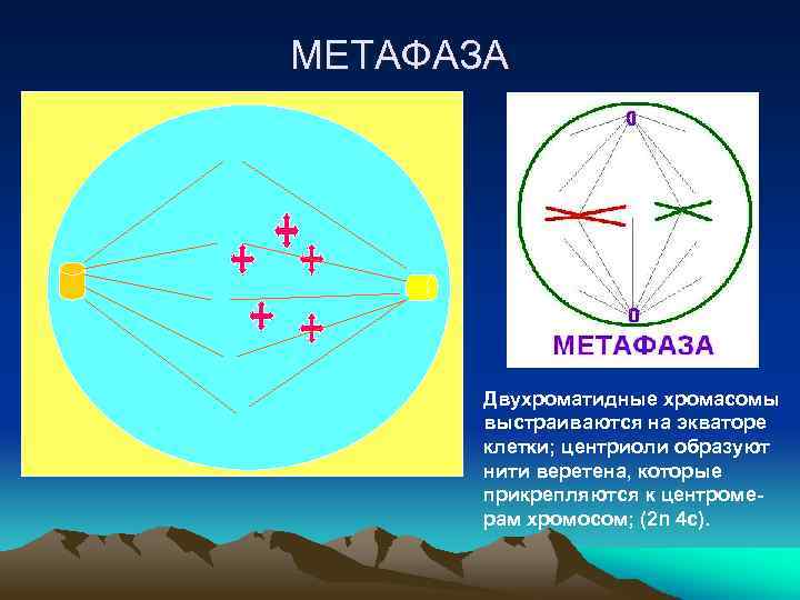 МЕТАФАЗА Двухроматидные хромасомы выстраиваются на экваторе клетки; центриоли образуют нити веретена, которые прикрепляются к