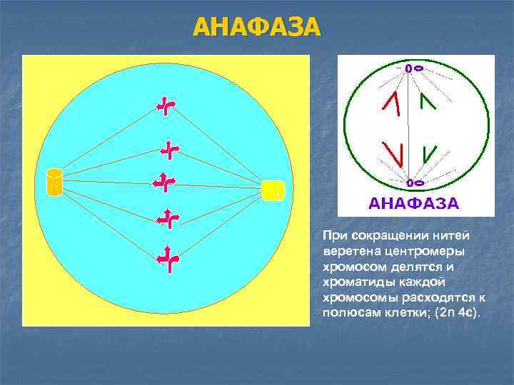 АНАФАЗА При сокращении нитей веретена центромеры хромосом делятся и хроматиды каждой хромосомы расходятся к
