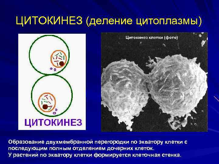  ЦИТОКИНЕЗ (деление цитоплазмы) Цитокинез клетки (фото) Образование двухмембранной перегородки по экватору клетки с