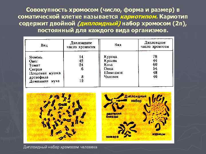  Совокупность хромосом (число, форма и размер) в соматической клетке называется кариотипом. Кариотип содержит