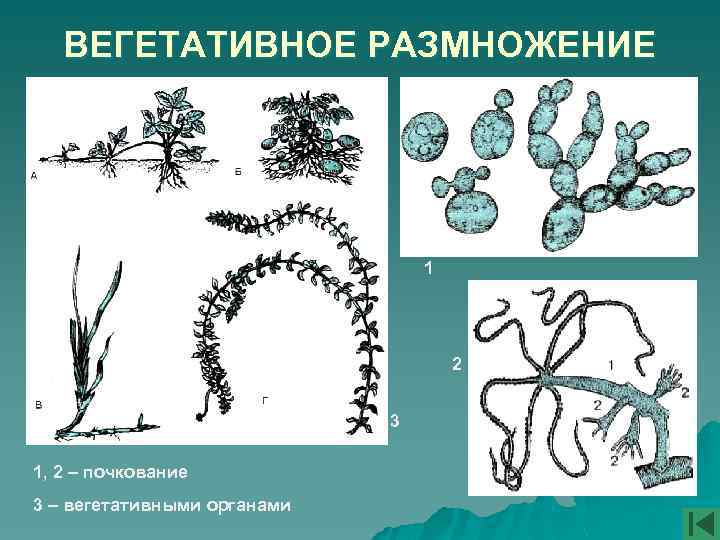  ВЕГЕТАТИВНОЕ РАЗМНОЖЕНИЕ 1 2 3 1, 2 – почкование 3 – вегетативными органами