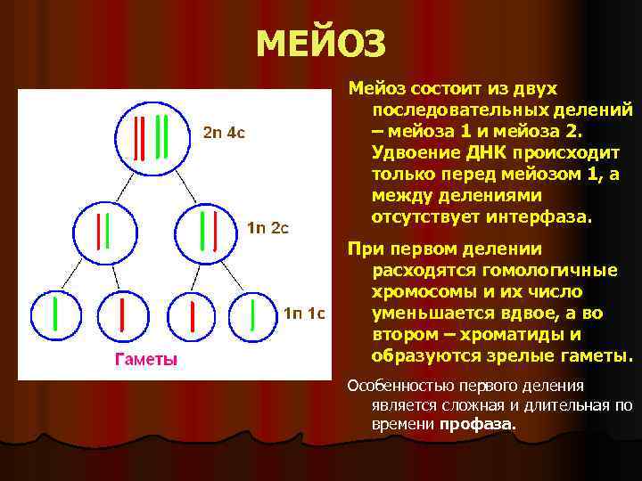 МЕЙОЗ Мейоз состоит из двух последовательных делений – мейоза 1 и мейоза 2. Удвоение