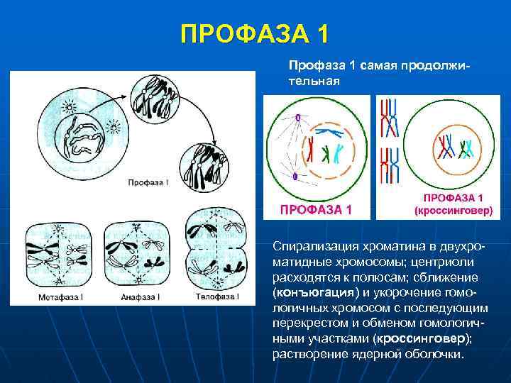 ПРОФАЗА 1 Профаза 1 самая продолжи- тельная Спирализация хроматина в двухро- матидные хромосомы; центриоли