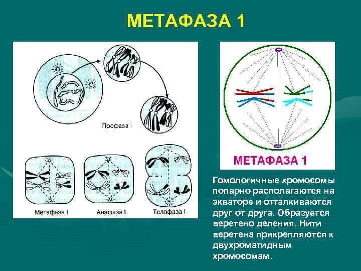 МЕТАФАЗА 1 Гомологичные хромосомы попарно располагаются на экваторе и отталкиваются друг от друга. Образуется