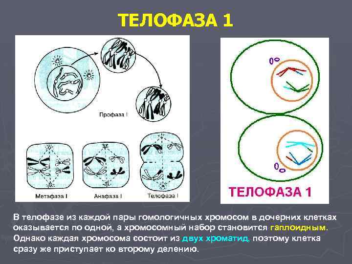  ТЕЛОФАЗА 1 В телофазе из каждой пары гомологичных хромосом в дочерних клетках оказывается