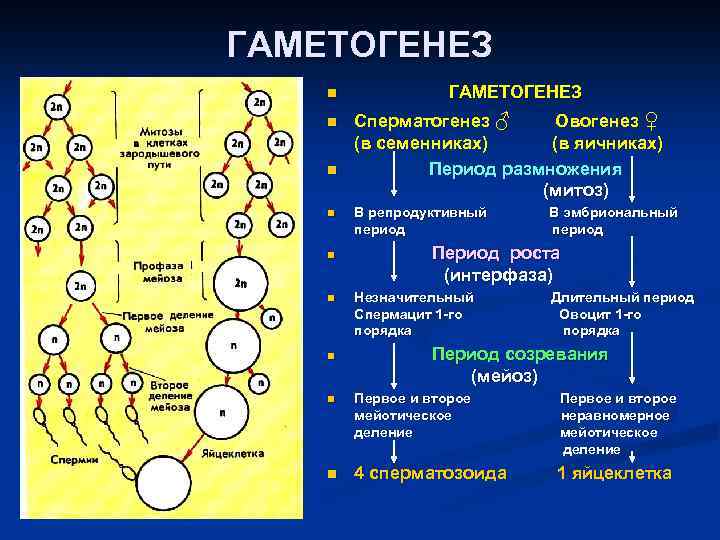 ГАМЕТОГЕНЕЗ n ГАМЕТОГЕНЕЗ n Сперматогенез ♂ Овогенез ♀ (в семенниках) (в яичниках) n Период