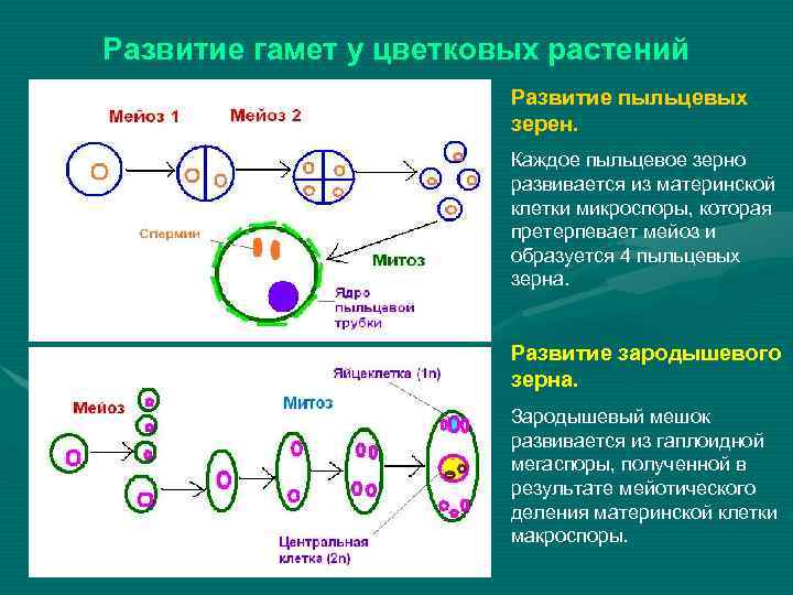 Развитие гамет у цветковых растений Развитие пыльцевых зерен. Каждое пыльцевое зерно развивается из материнской