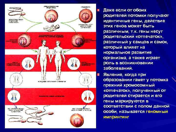 Даже если от обоих родителей потомки получают идентичные гены, действие этих генов может быть