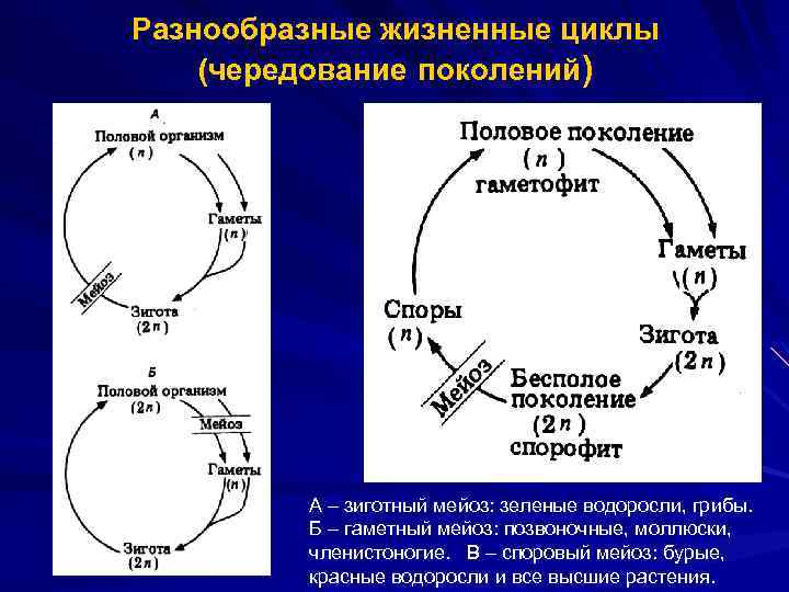 Разнообразные жизненные циклы (чередование поколений) А – зиготный мейоз: зеленые водоросли, грибы. Б –