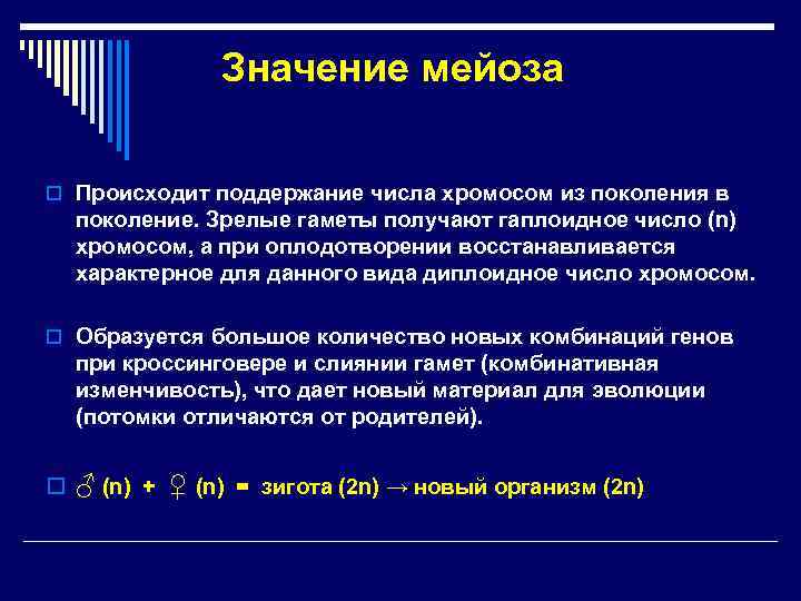  Значение мейоза o Происходит поддержание числа хромосом из поколения в поколение. Зрелые гаметы