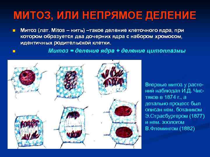 МИТОЗ, ИЛИ НЕПРЯМОЕ ДЕЛЕНИЕ n Митоз (лат. Mitos – нить) –такое деление клеточного ядра,