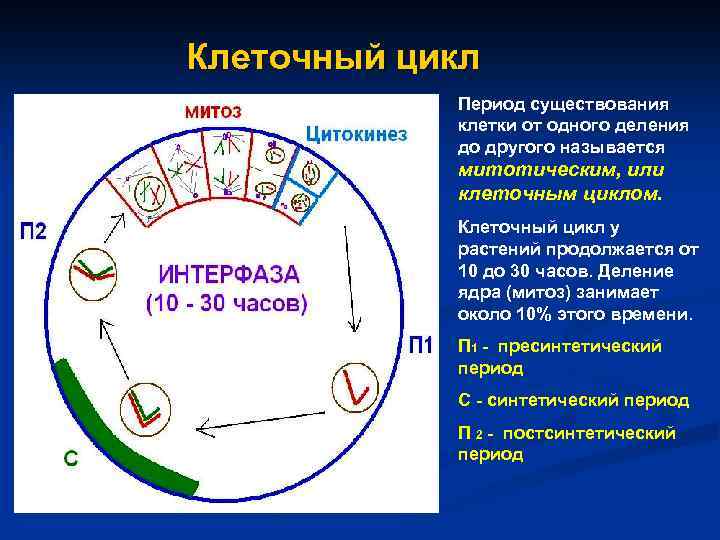 Клеточный цикл Период существования клетки от одного деления до другого называется митотическим, или клеточным