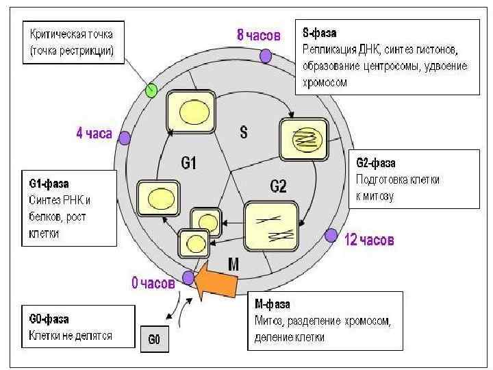 Клеточный цикл деление клетки. Клеточный цикл g0. Схема стадии клеточного цикла. Фазы клеточного цикла схема. Общая схема клеточного цикла схема.