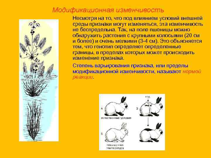 Модификационная изменчивость Несмотря на то, что под влиянием условий внешней среды признаки могут изменяться,