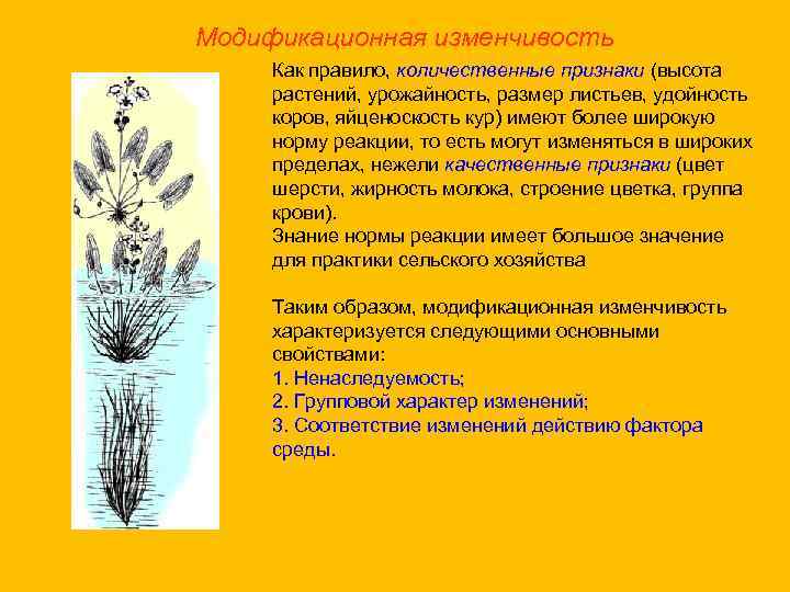 Модификационная изменчивость Как правило, количественные признаки (высота растений, урожайность, размер листьев, удойность коров, яйценоскость