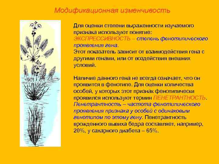 Модификационная изменчивость Для оценки степени выраженности изучаемого признака используют понятие: ЭКСПРЕССИВНОСТЬ – степень фенотипического
