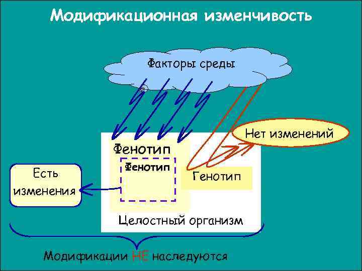 Модификационная изменчивость Факторы среды Нет изменений Фенотип Есть изменения Фенотип Генотип Целостный организм Модификации