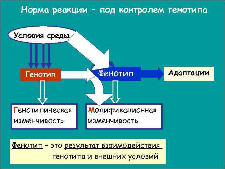 Норма реакции – под контролем генотипа Условия среды Генотипическая изменчивость Фенотип Модификационная Фенотипическая изменчивость