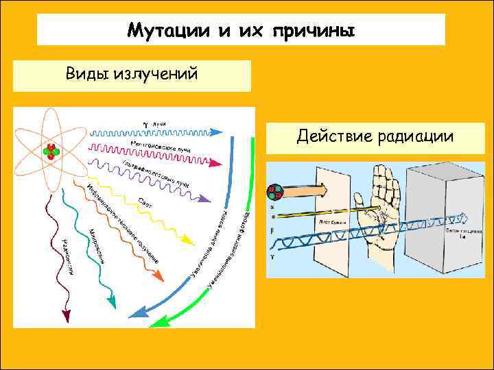 Мутации и их причины Виды излучений Действие радиации 