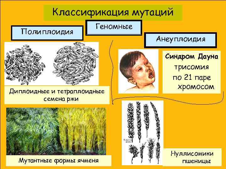Классификация мутаций Полиплоидия Геномные Анеуплоидия Синдром Дауна Диплоидные и тетраплоидные семена ржи Мутантные формы