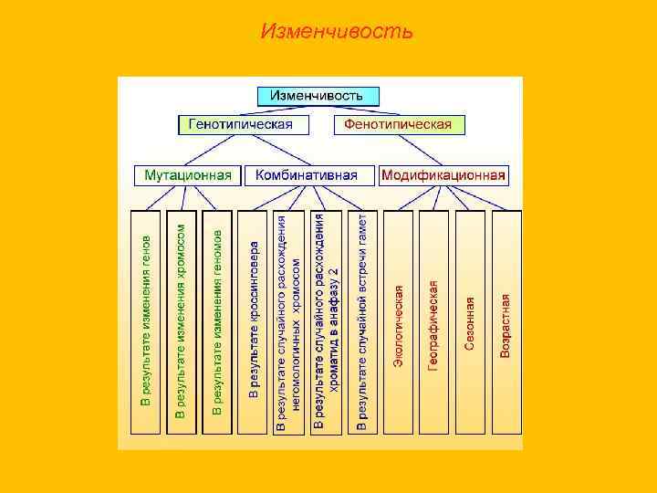 Комбинативная модификационная изменчивость. Мутационная и модификационная изменчивость. Комбинативная изменчивость и мутационная изменчивость. Комбинативная изменчивость у человека. Генотипическая и фенотипическая изменчивость.