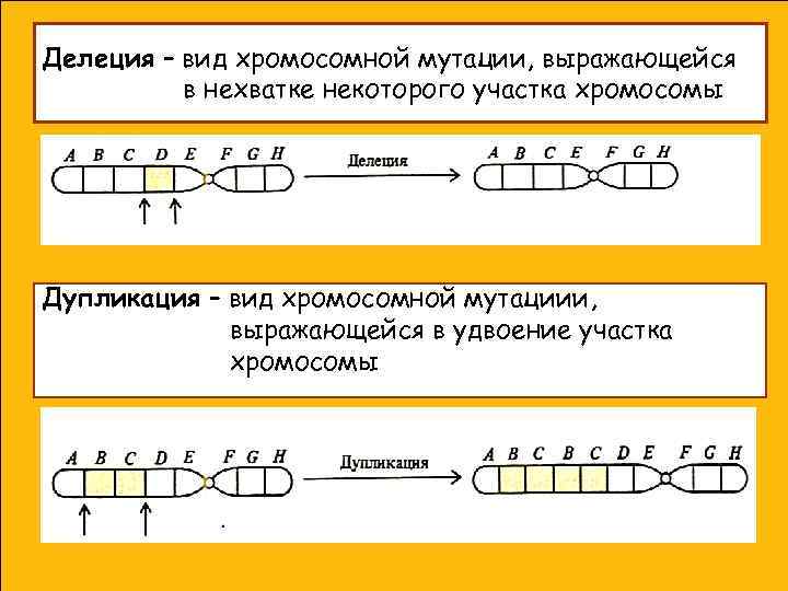 Делеция – вид хромосомной мутации, выражающейся в нехватке некоторого участка хромосомы Дупликация – вид