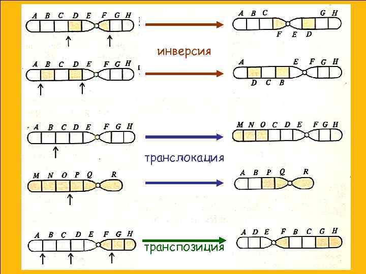 инверсия транслокация транспозиция 