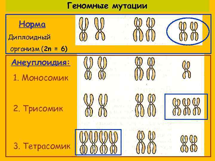 Геномные мутации Норма Диплоидный организм (2 n = 6) Анеуплоидия: 1. Моносомик 2. Трисомик