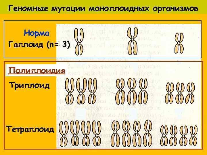 Геномные мутации моноплоидных организмов Норма Гаплоид (n= 3) Полиплоидия Триплоид Тетраплоид 