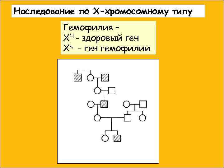 Наследование по Х-хромосомному типу Гемофилия – XH - здоровый ген Xh - ген гемофилии